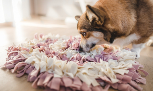 Dogs happy with a snuffle mat