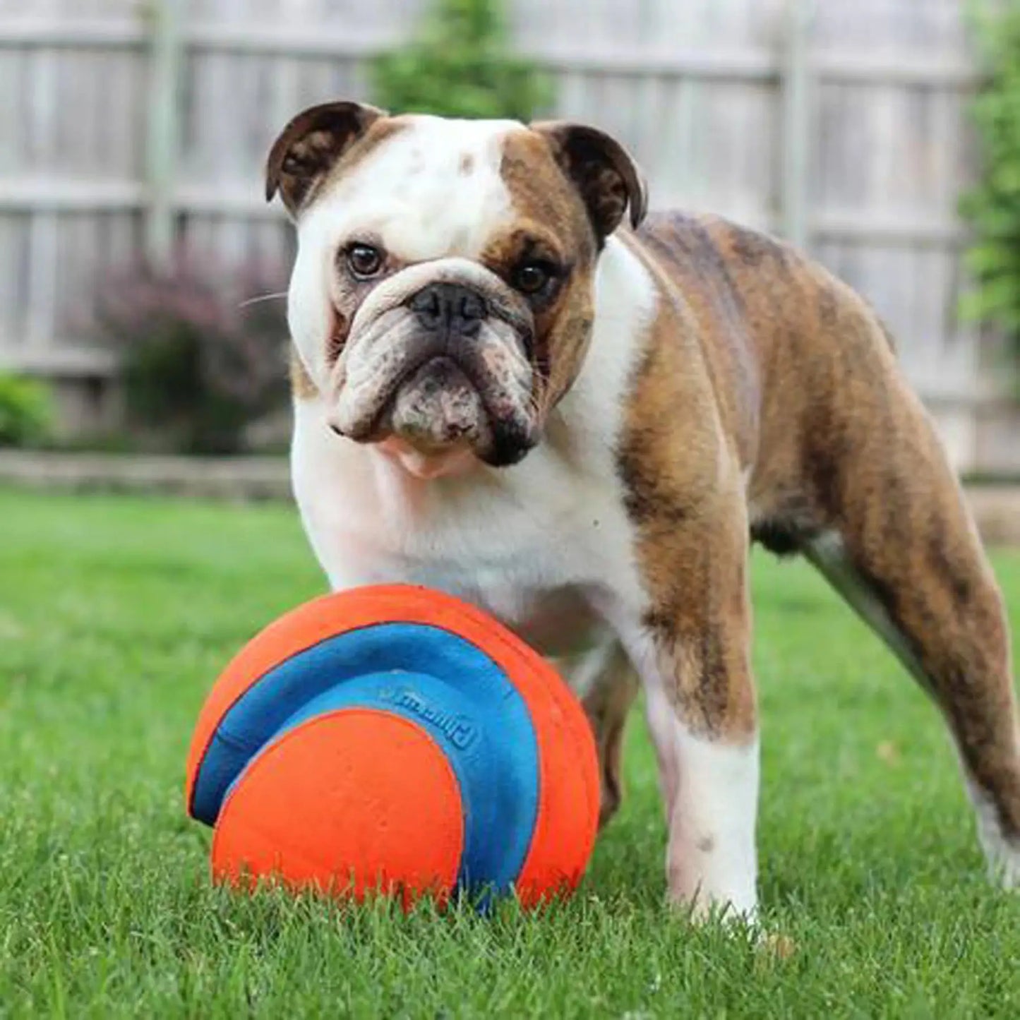 The Chuckit!® Kick Fetch® Dog Toy