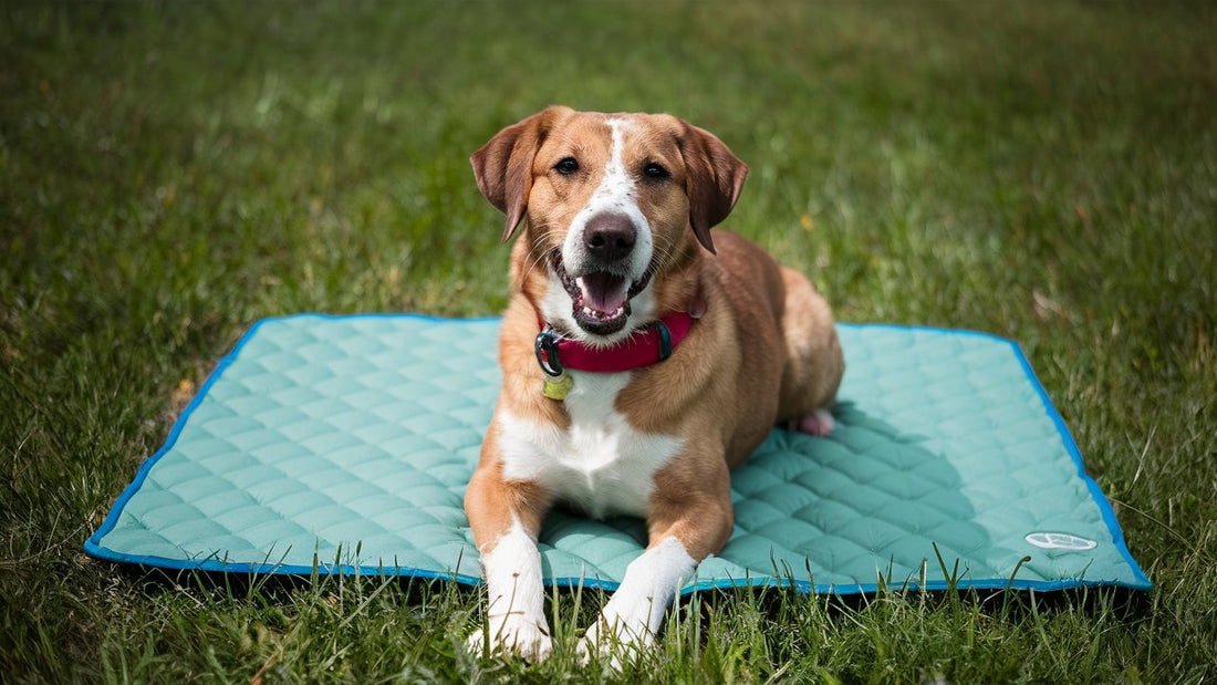 Cooling Dog Mats: A Must-Have for Keeping Your Dog Comfortable in the Heat