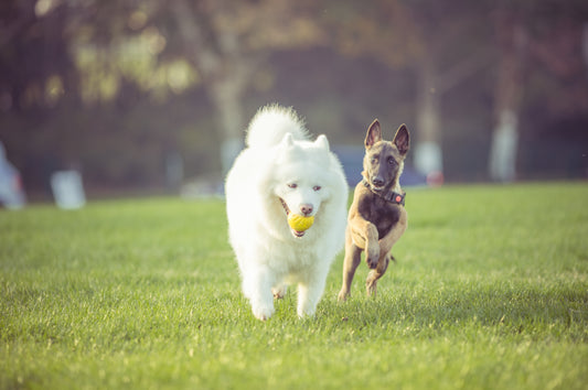 How often should you exercise your dog?