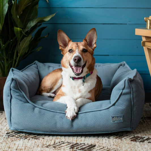 How to Choose the Perfect Cozy Canine Couch: A Guide to Finding Your Dog's Dream Bed