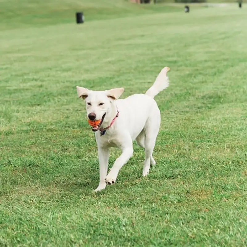 Chuckit Interactive Fetch Ball