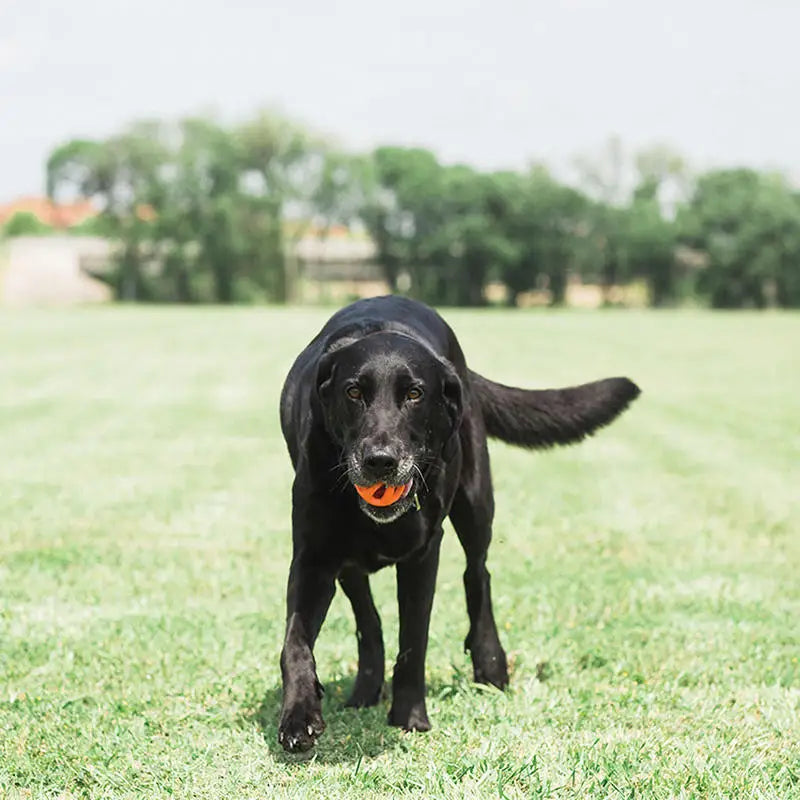 Chuckit Interactive Fetch Ball