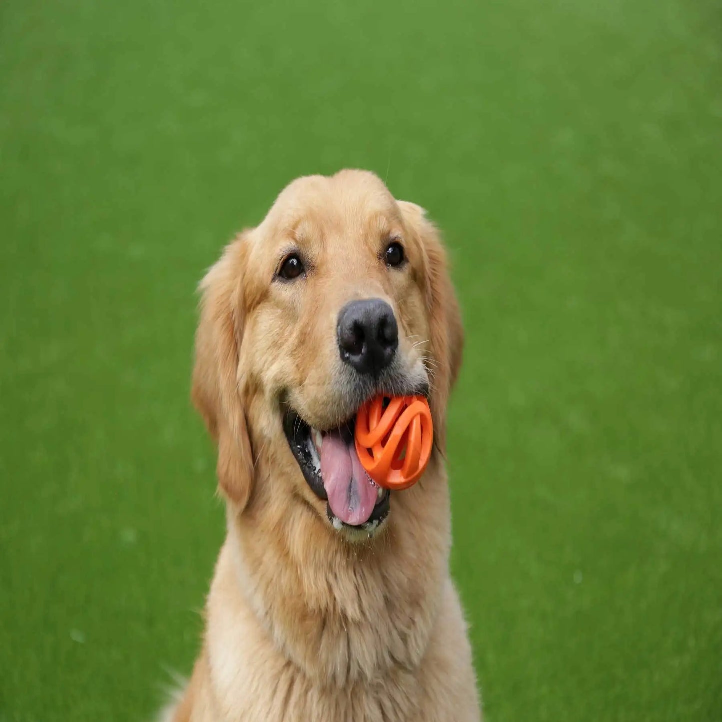 Chuckit Interactive Fetch Ball